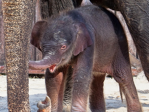 elephant calf 4.jpg